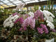 「コーセー植物園」　（愛知県名古屋市港区）の花屋店舗写真1